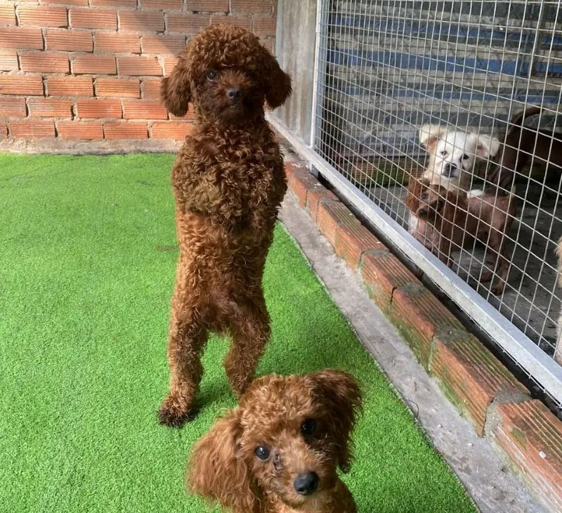 huấn luyện chó poodle đi 2 chân