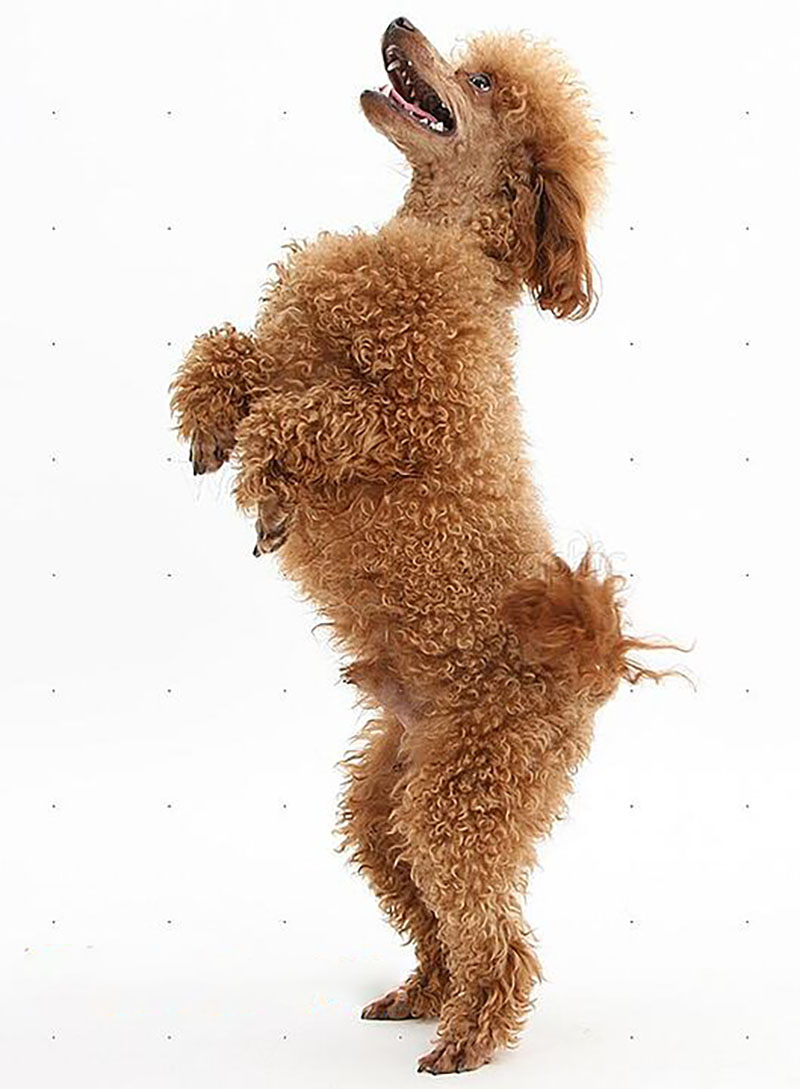 huấn luyện chó poodle đi 2 chân