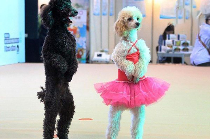 huấn luyện chó poodle đi 2 chân