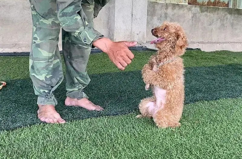 huấn luyện chó poodle đi 2 chân