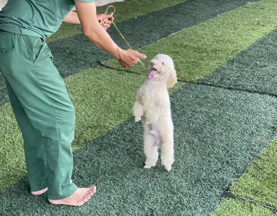 huấn luyện chó poodle đi 2 chân