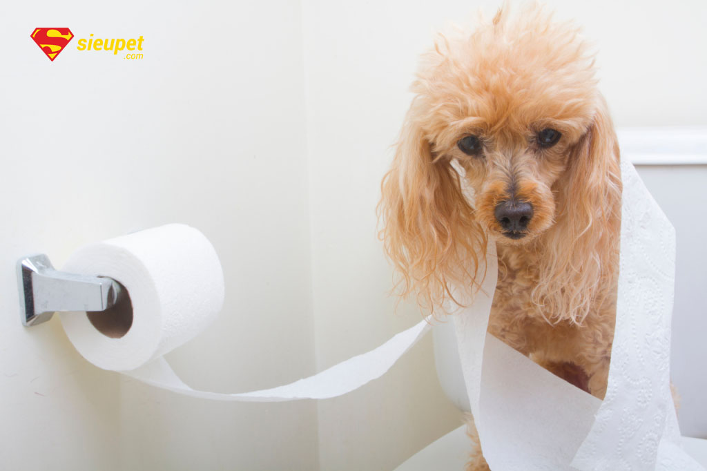 huấn luyện chó poodle đi vệ sinh đúng chỗ