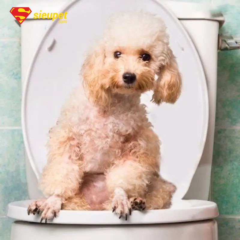 huấn luyện chó poodle đi vệ sinh đúng chỗ