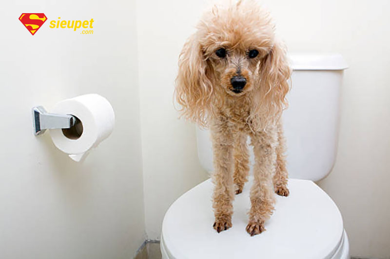 huấn luyện chó poodle đi vệ sinh đúng chỗ
