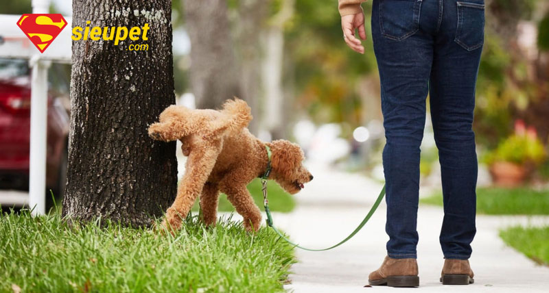 huấn luyện chó poodle đi vệ sinh đúng chỗ