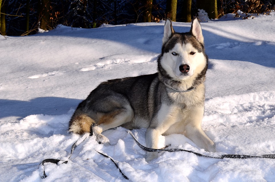 ảnh chó husky