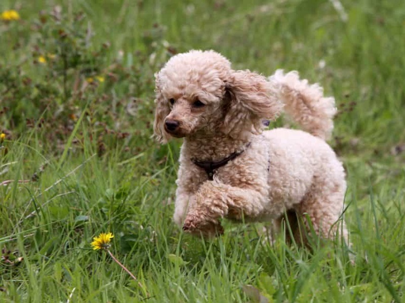 hướng dẫn cắt đuôi chó poodle