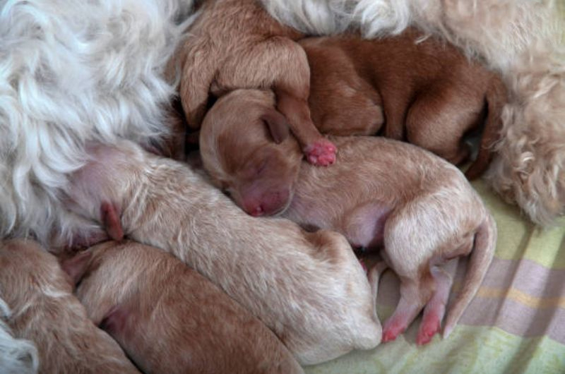 hướng dẫn nuôi chó poodle con