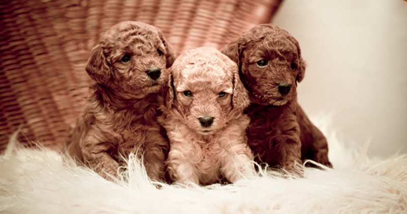 hướng dẫn nuôi chó poodle con