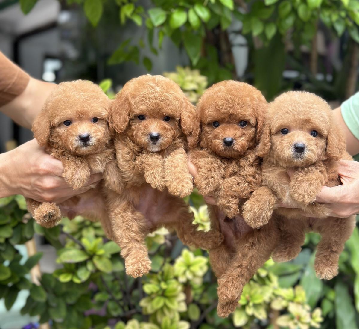 hướng dẫn nuôi chó poodle con