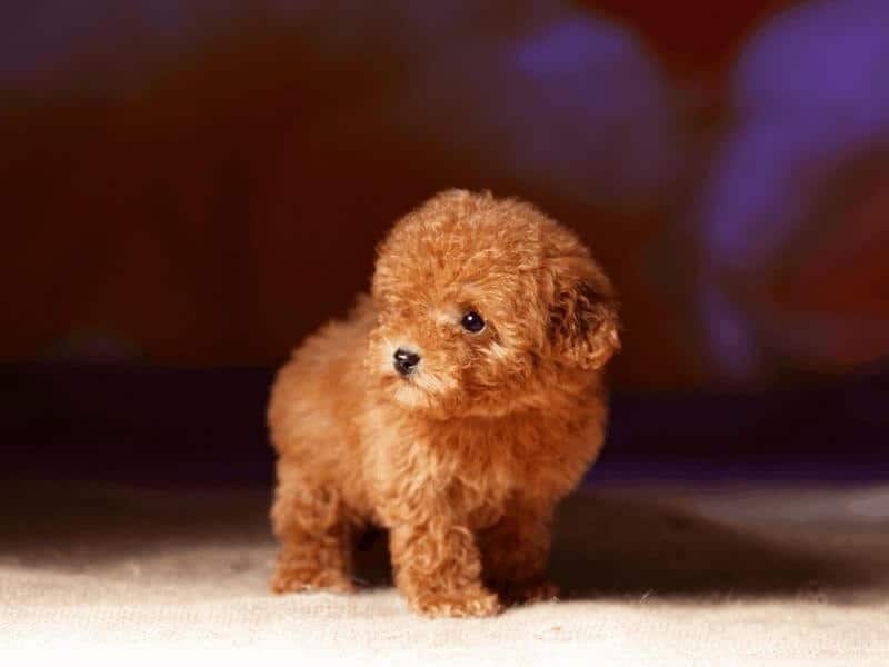 hướng dẫn nuôi chó poodle con