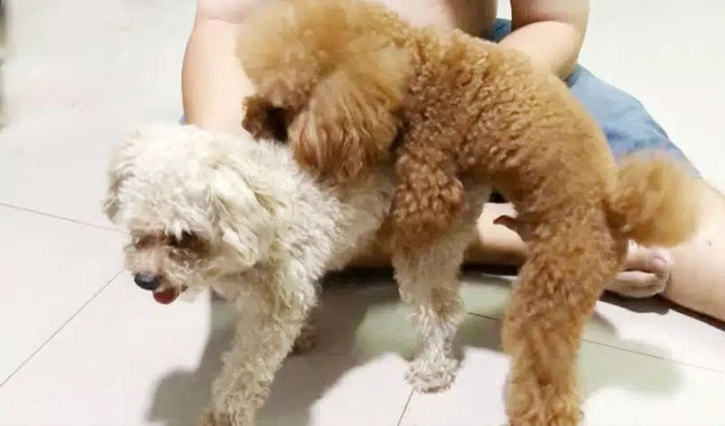 hướng dẫn phối giống chó poodle