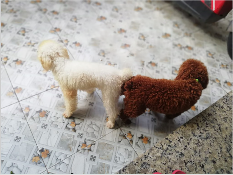 hướng dẫn phối giống chó poodle