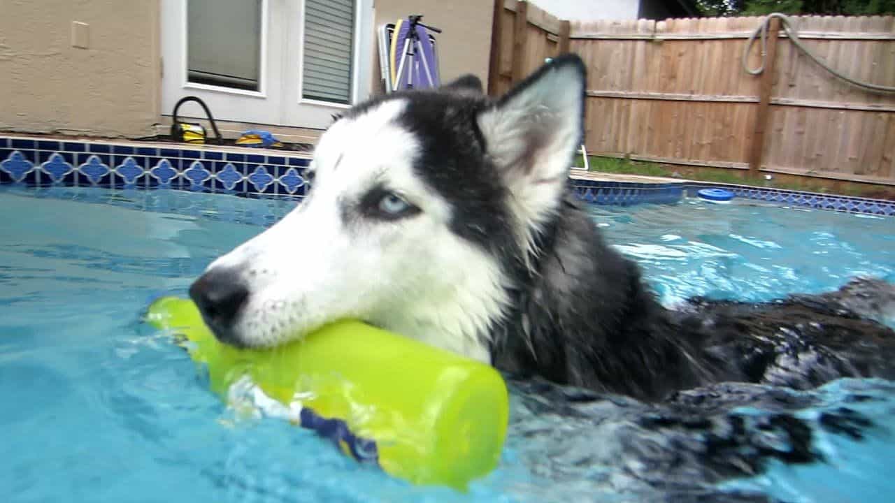 Chó Husky bơi