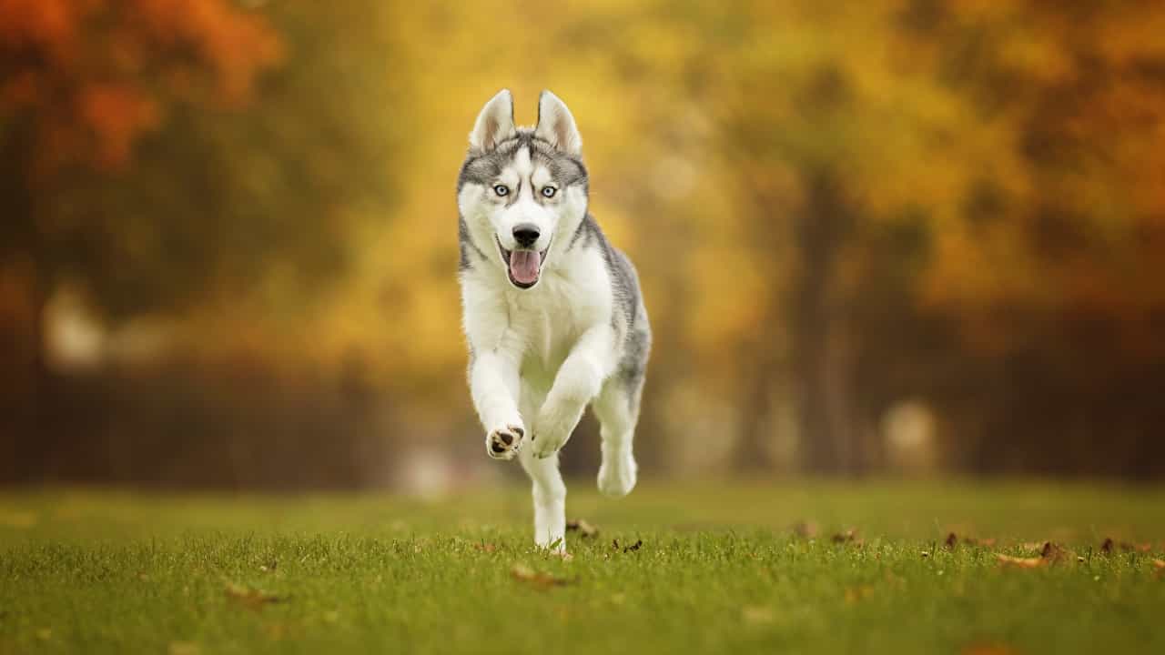 Top nhiều hơn 94 hình nền chó husky ngáo hay nhất  Tin Học Vui