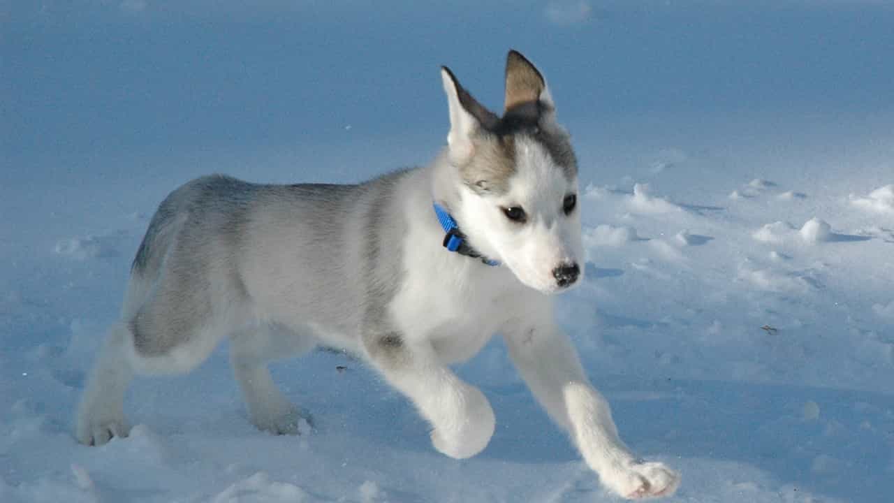 Chó Husky hoạt bát