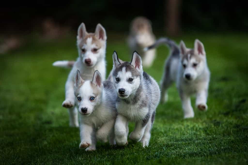 Không nên nuôi Husky khi nhà bạn quá nhỏ