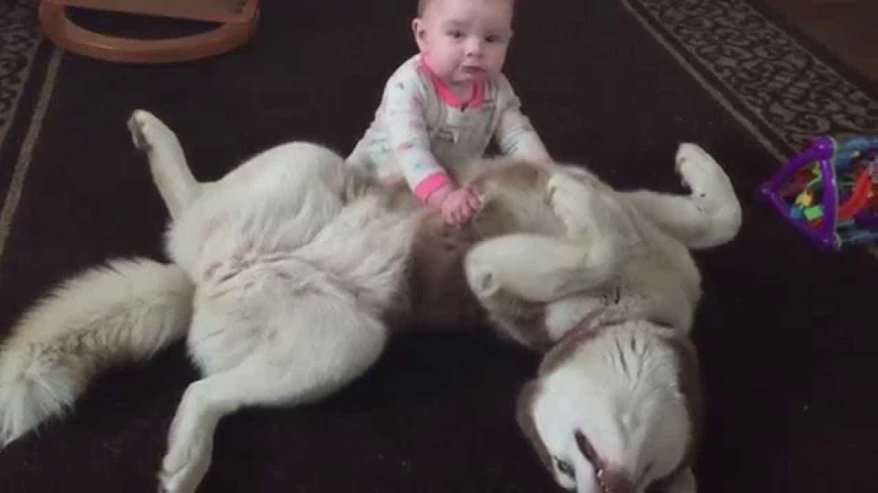 Chó Husky không hề hung dữ