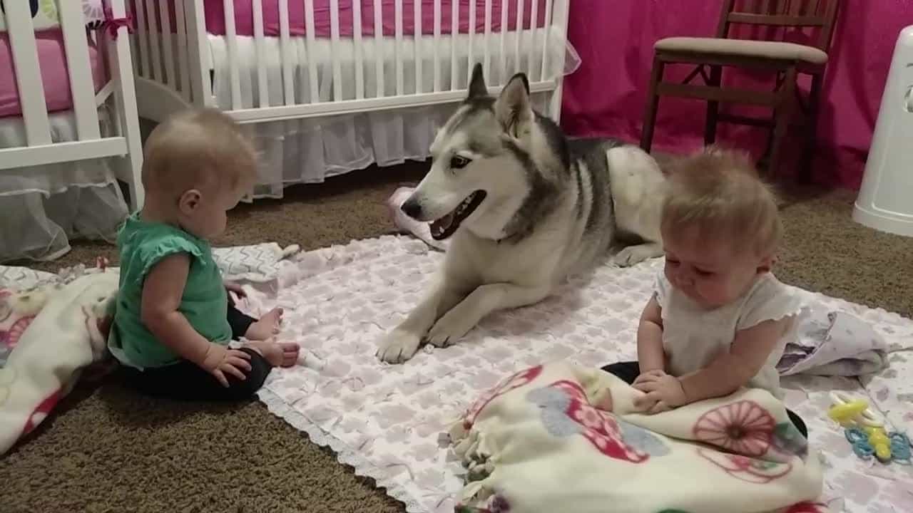 Husky có thể chơi với trẻ em