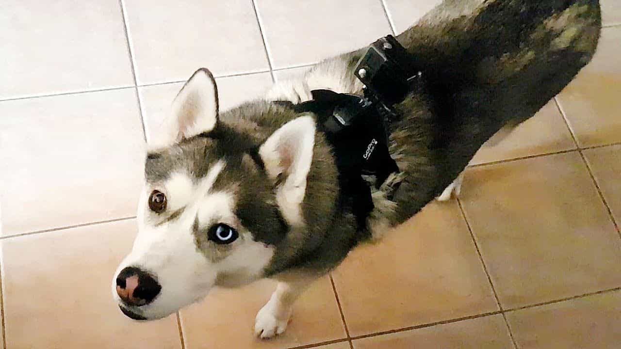 Chó Husky giận dỗi