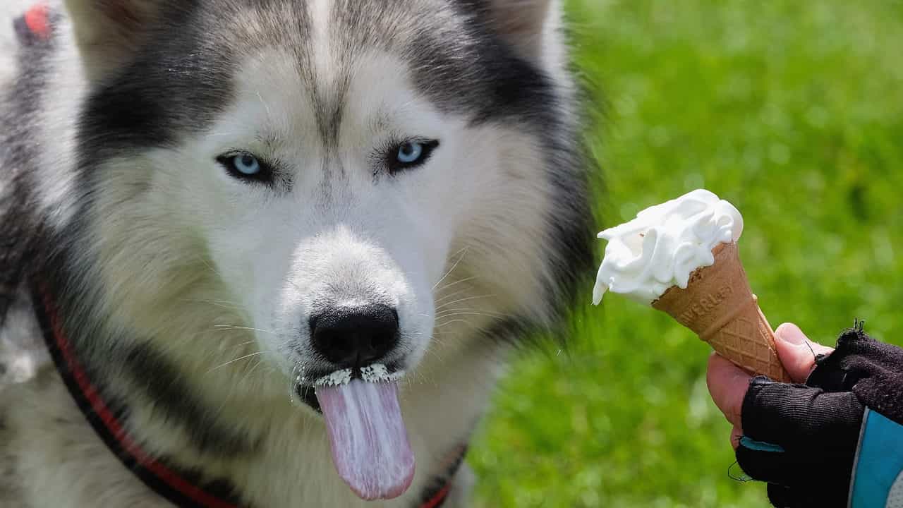 Chó Husky biểu cảm