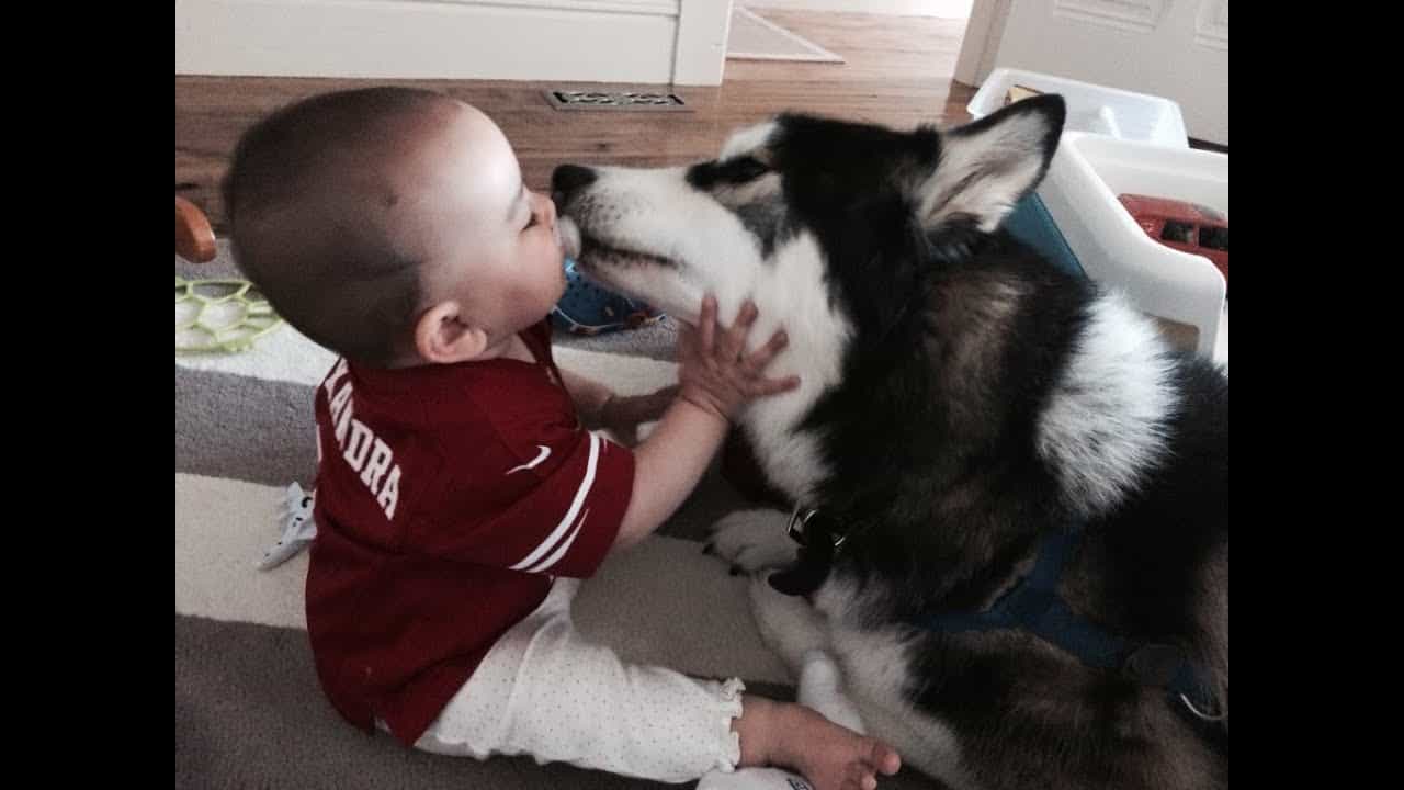 Chó husky yêu trẻ con