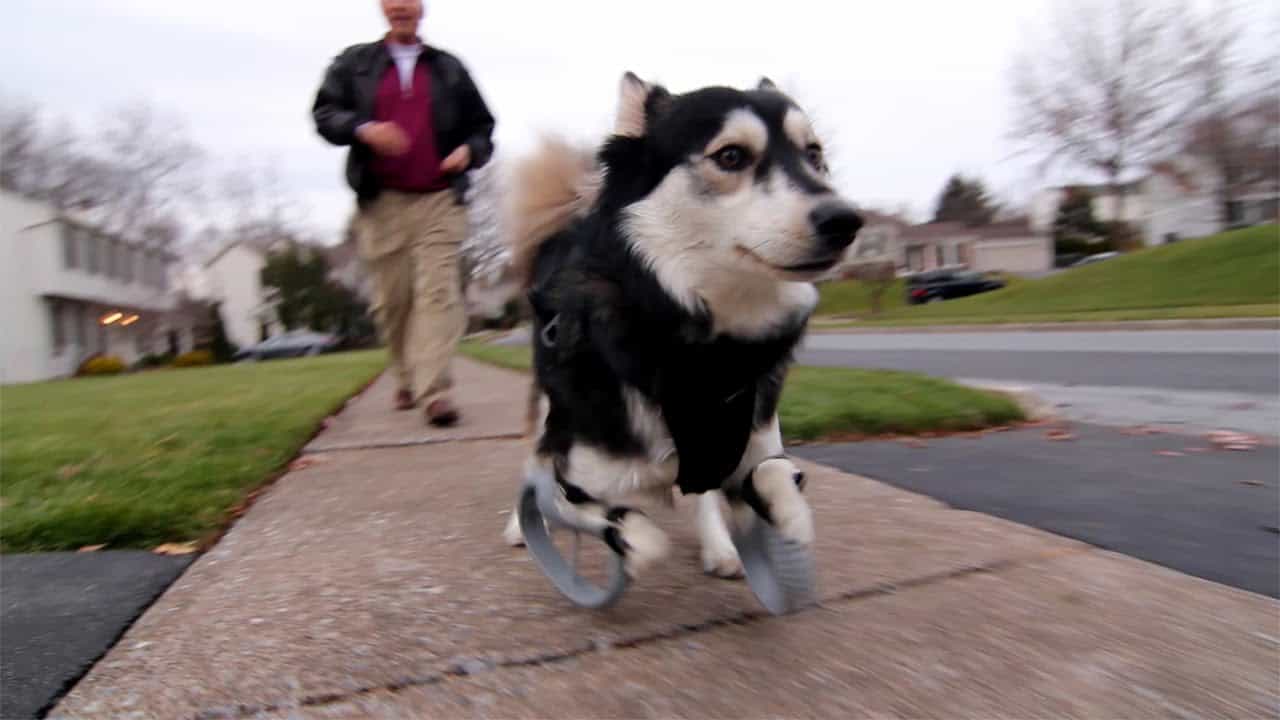 Chó Husky tập luyện