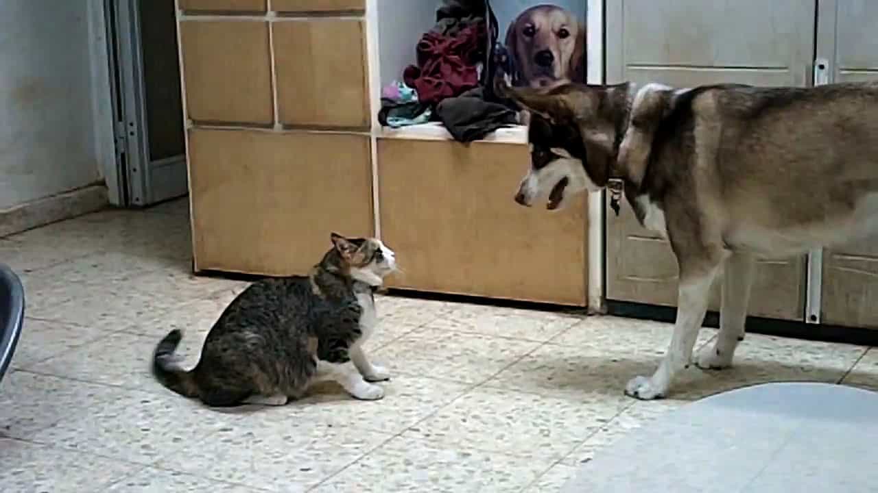 Chó husky chơi với mèo