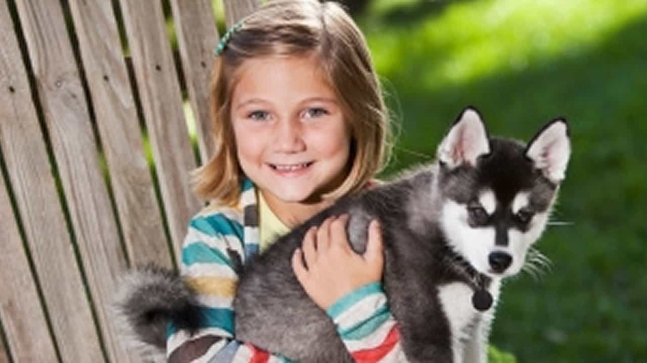 Chó Husky thân thiện