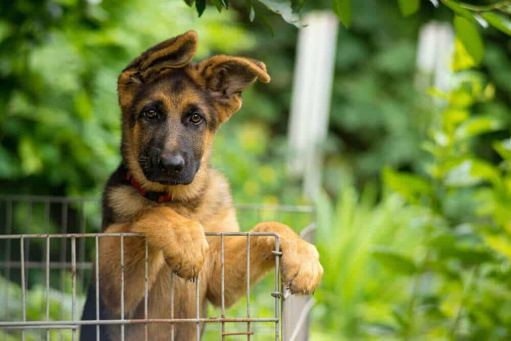Cách khắc phục tai chó Becgie bị cụp