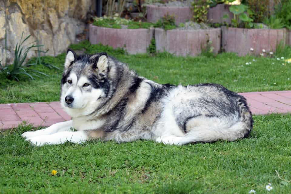 Không nên mua Alaska giá rẻ