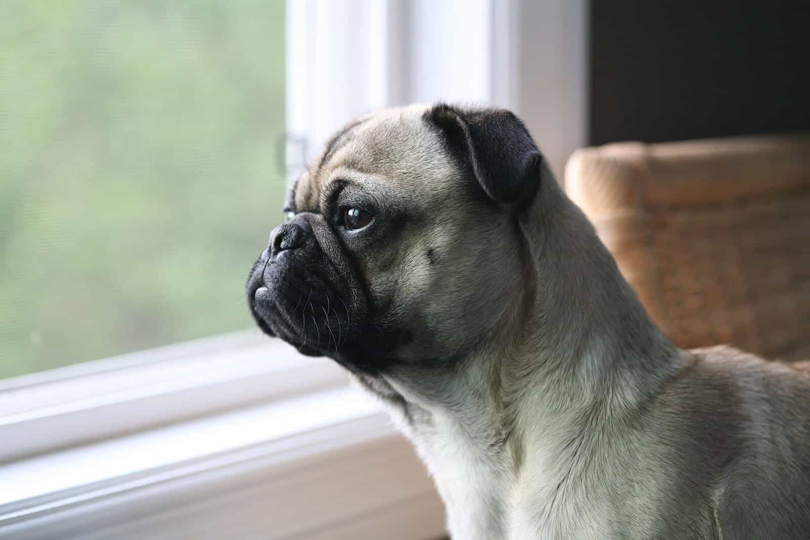 Không nên tin những quảng cáo bán chó Pug siêu rẻ
