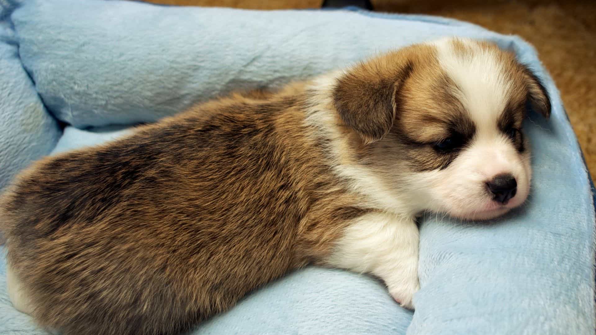 Chó Corgi giá rẻ thường không tốt