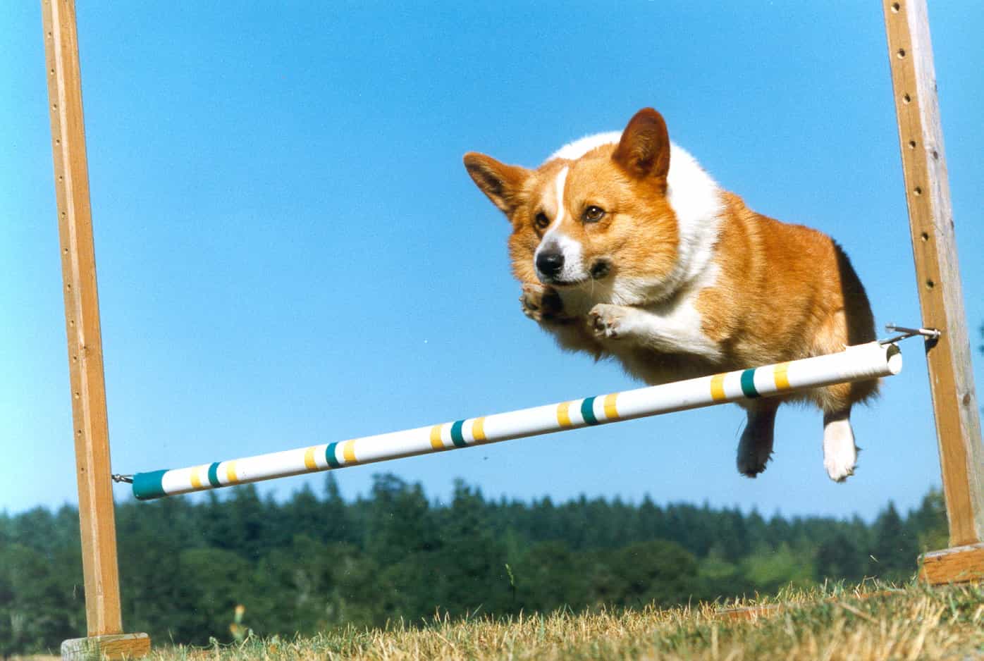 Chó Corgi khá ương bướng