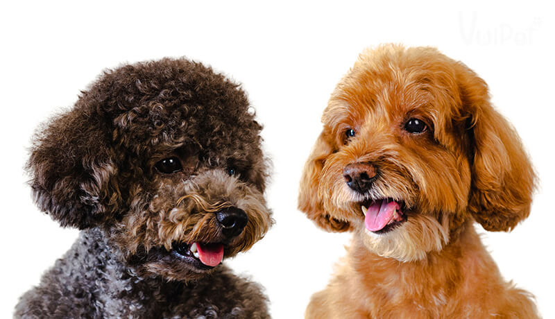 kinh nghiệm chọn chó poodle