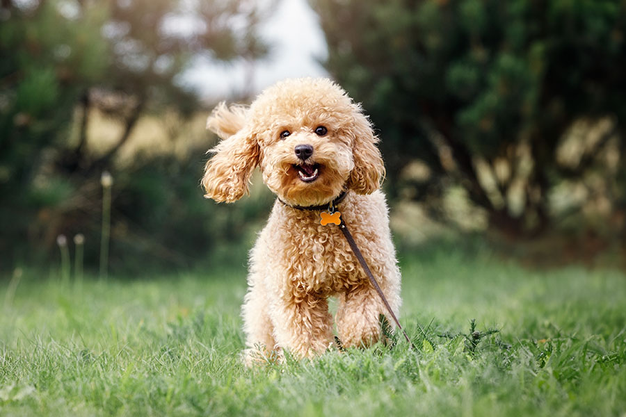 kinh nghiệm chọn chó poodle
