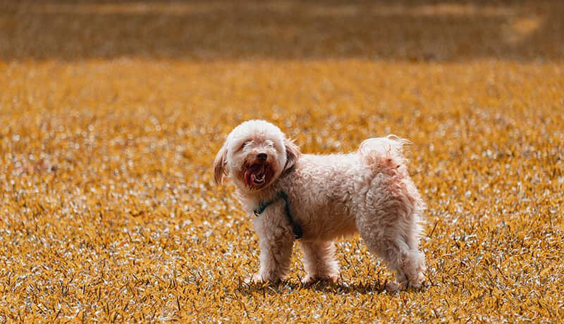 kinh nghiệm chọn chó poodle