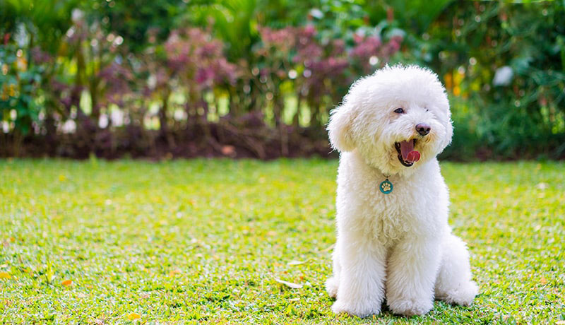 kinh nghiệm chọn chó poodle