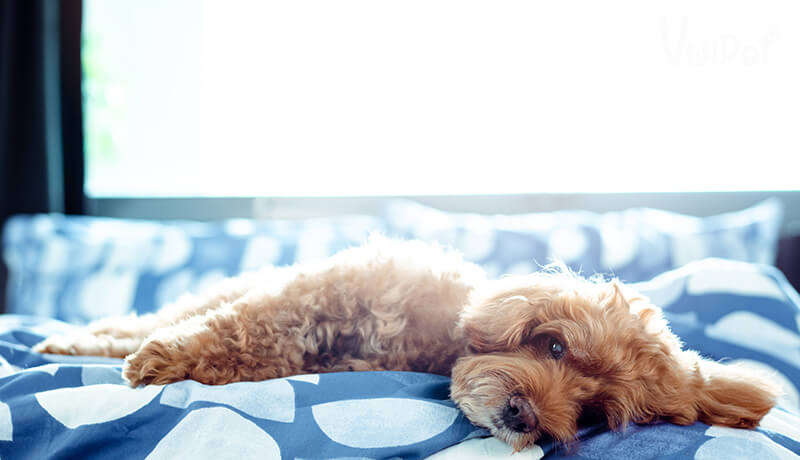 kinh nghiệm chọn chó poodle