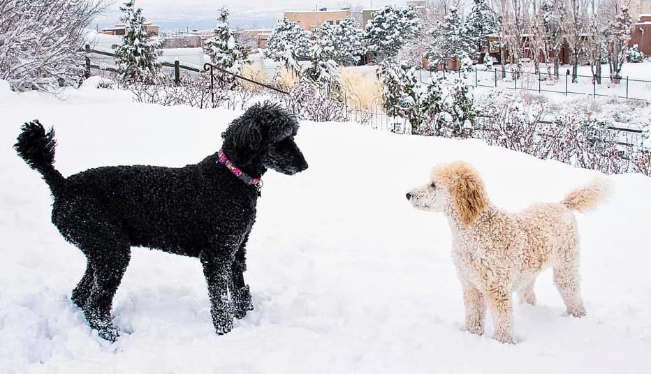 kinh nghiệm chọn chó poodle
