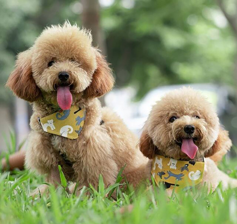 kinh nghiệm chọn chó poodle