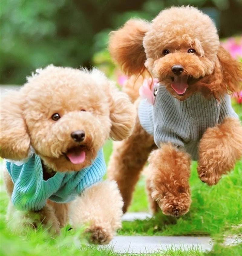kinh nghiệm chọn chó poodle