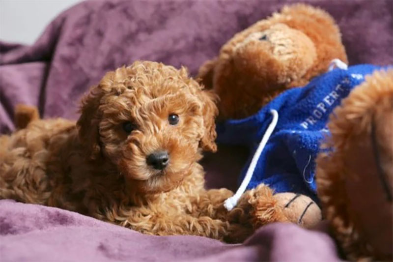 kinh nghiệm nuôi chó poodle