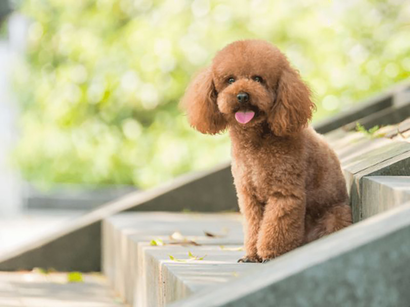 kinh nghiệm nuôi chó poodle