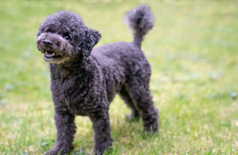kinh nghiệm nuôi chó poodle