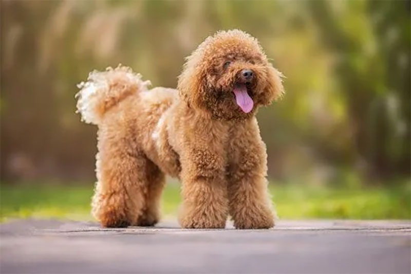 kinh nghiệm nuôi chó poodle