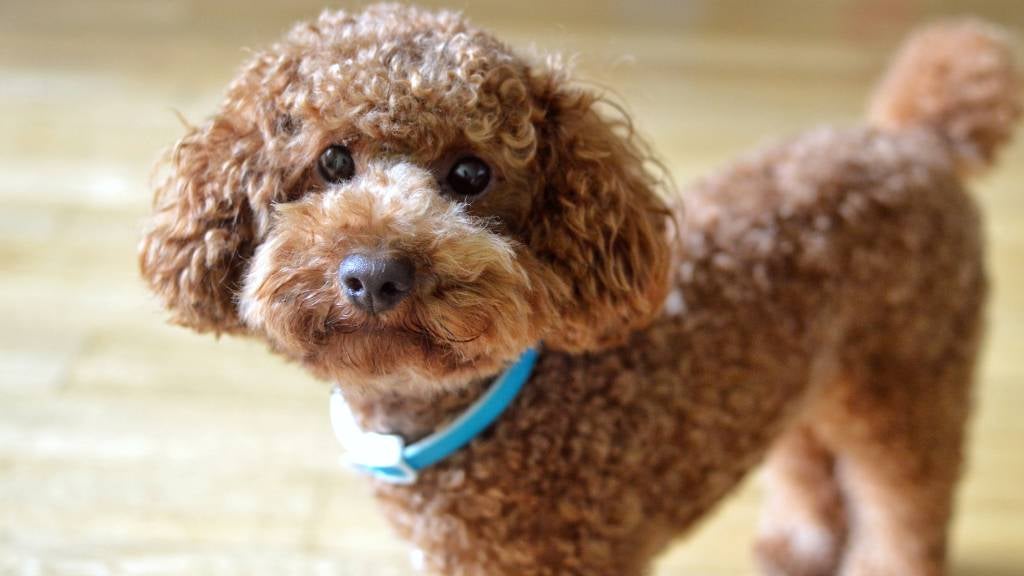 kinh nghiệm nuôi chó poodle