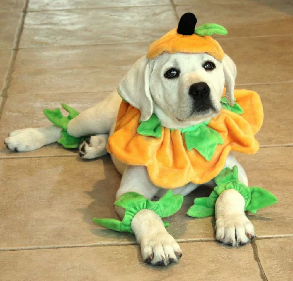 Chó Labrador cải trang
