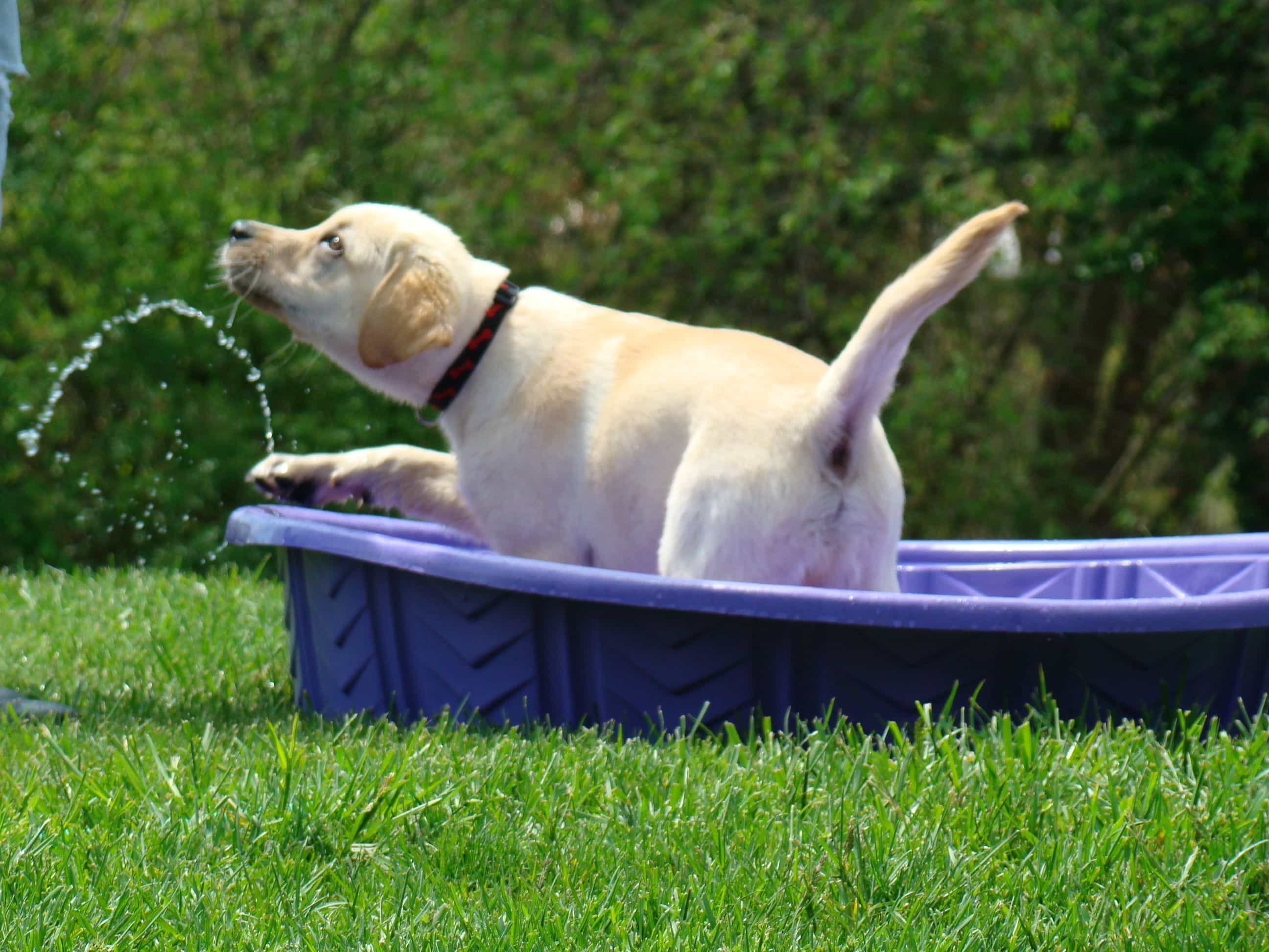 Labrador chơi với nước