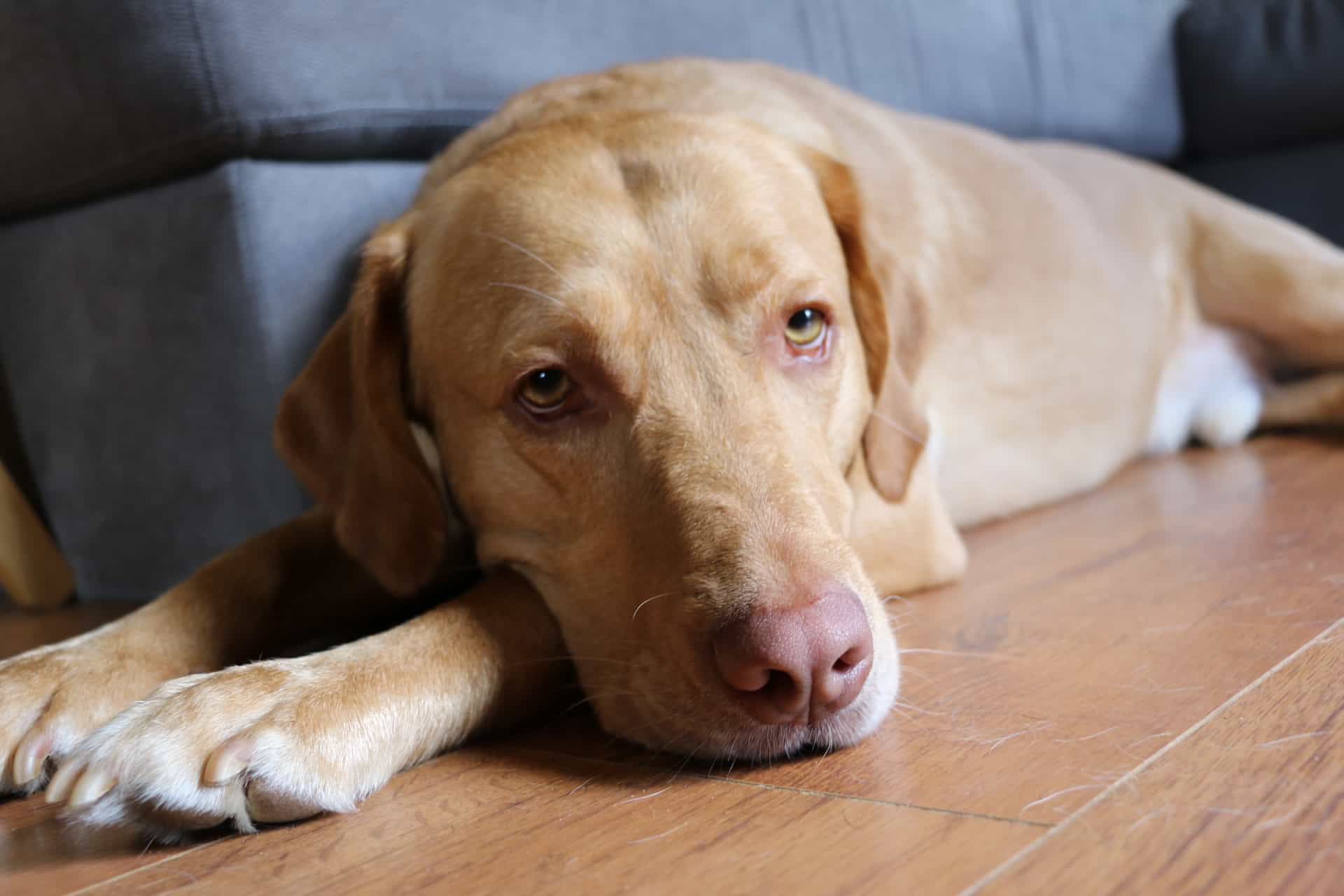 Chó Labrador có mũi nhạt màu